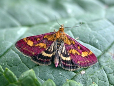 Probable Pyrausta purpuralis - Kenneth Noble